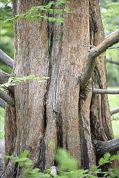 《极限竞速：地平线5》B站斗鱼直播活动，邀全球车手共度中秋